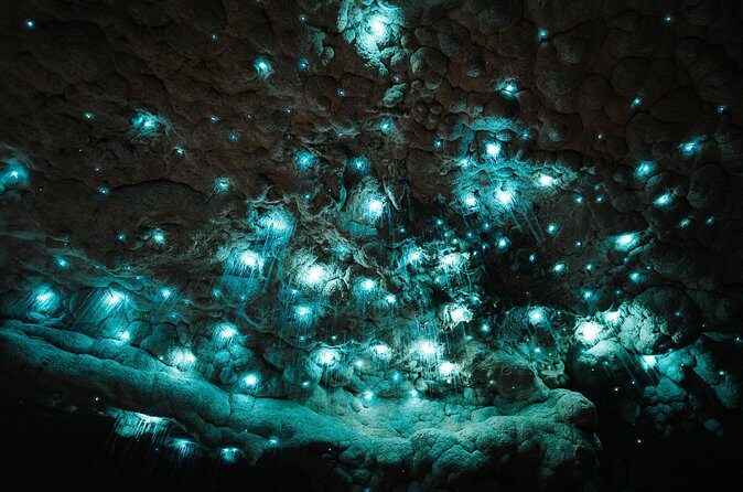 Milkyway Glowworm Cave Tour from Auckland Port - Authenticity and Value
