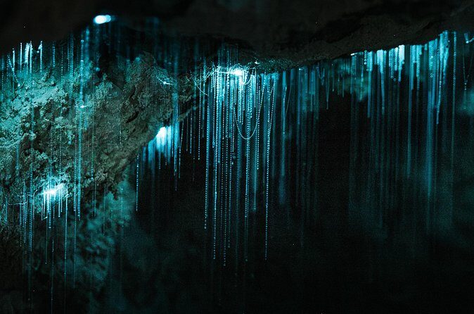 Milkyway Glowworm Cave Tour from Auckland Port - Who Should Consider This Tour?