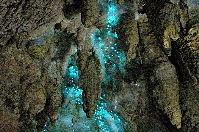 Milkyway Glowworm Cave Tour from Auckland Port - The Sum Up
