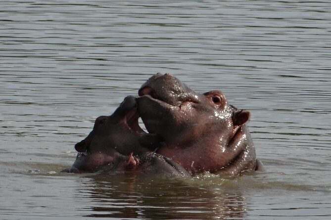 Mini Safari and Zulu Cultural experience - Day Tour - A Closer Look at the Itinerary