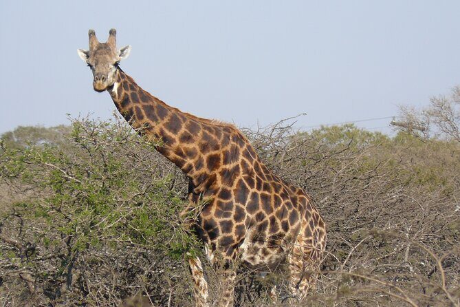Mini Safari and Zulu Cultural experience - Day Tour - Who Should Book This Tour?
