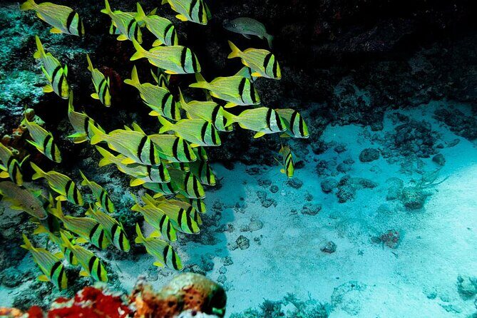 Mini-SUB Dive Tour from Cozumel - Key Points