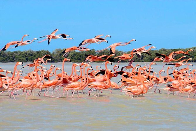 Mini Yucatan 3days 2 nights Chichen Itza Cenote Merida Uxmal Celestun Coba caves from Cancun - An In-Depth Look at the Tour Experience