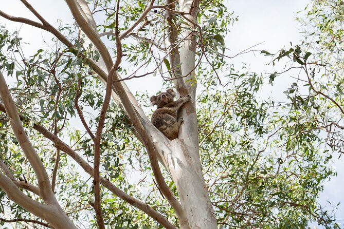 Minjerribah Cultural Experience - Practical Details and What You Should Know