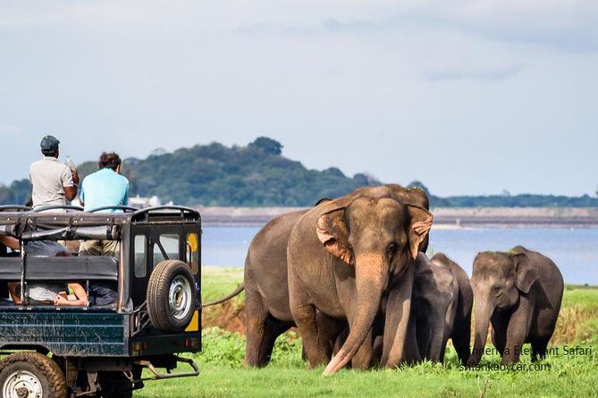 Minneriya Elephant Safari wth Sigiriya & Dambulla Cave Temples Full Day Tour - Practicalities and Tips
