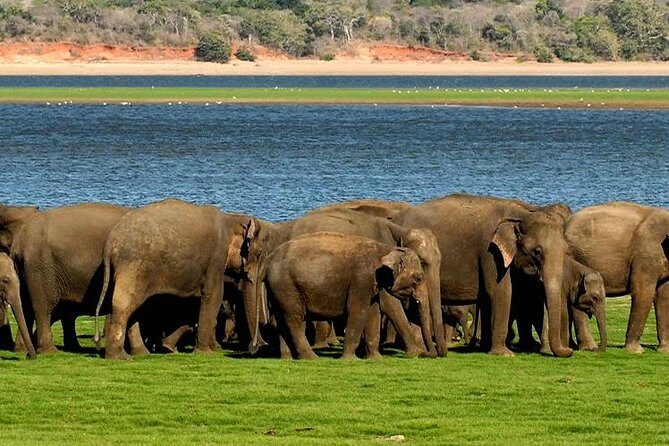 Minneriya Elephant Safari wth Sigiriya & Dambulla Cave Temples Full Day Tour - Authentic Reviews and Insights
