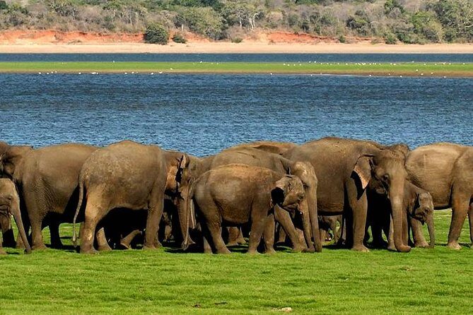 Minneriya Elephant Safari wth Sigiriya & Dambulla Cave Temples Full Day Tour - FAQ