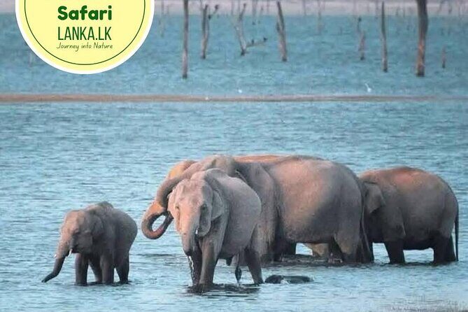 Minneriya Half Day Safari - Exploring the Minneriya Half Day Safari: An Authentic Wildlife Adventure