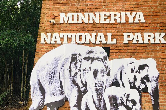 Minneriya Half Day Safari - A Practical Guide to the Minneriya Half Day Safari