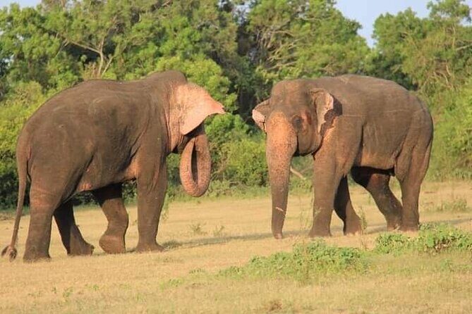 Minneriya / Kaudulla National Park Jeep Safari - Exploring the Minneriya / Kaudulla National Park Jeep Safari: A Nature Lover’s Delight