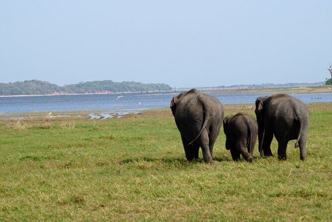 Minneriya / Kaudulla National Park Jeep Safari - Introduction: What Makes This Safari Stand Out