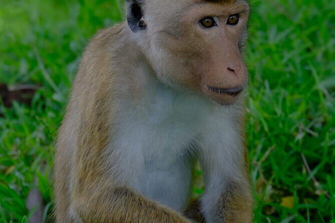 Minneriya / Kaudulla National Park Jeep Safari - Wildlife and Landscape: What You’ll Likely See