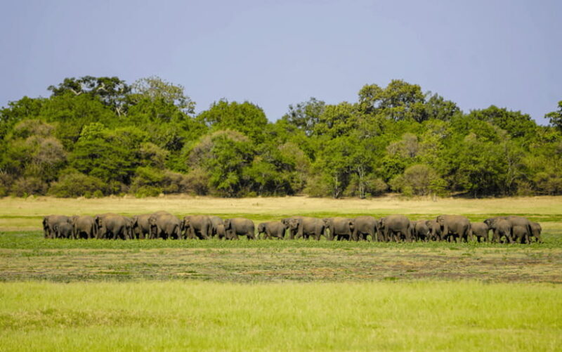 Minneriya: Minneriya National Park Private Elephant Safari - Authentic Feedback From Travelers