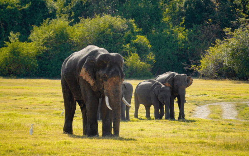 Minneriya: Minneriya National Park Private Elephant Safari - Who Will Love This Tour?