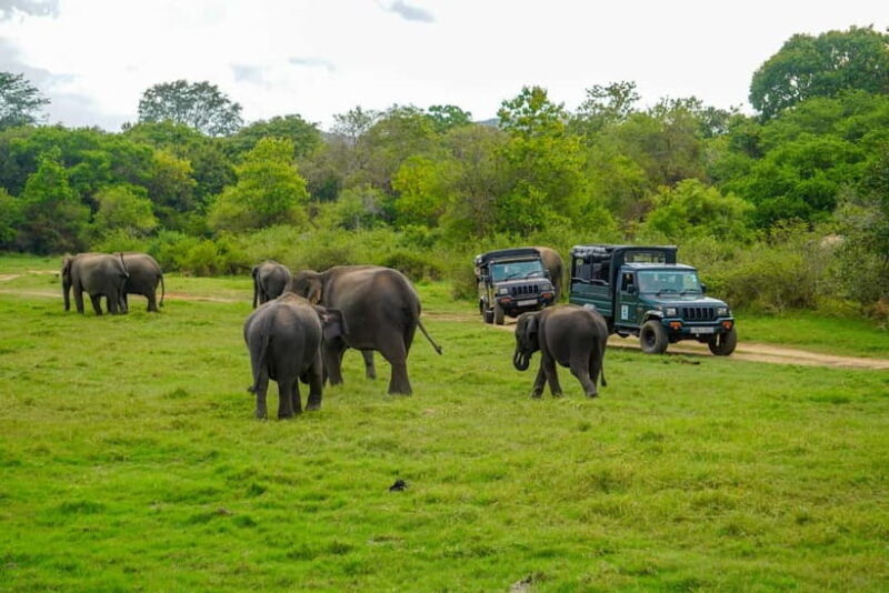 Minneriya: Minneriya National Park Private Evening Safari - Key Points