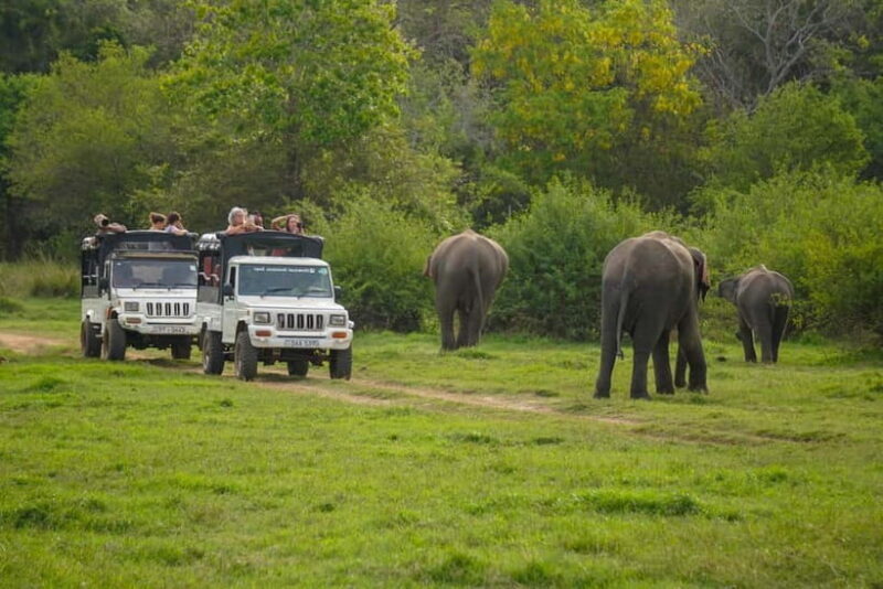 Minneriya: Minneriya National Park Private Evening Safari - An In-Depth Look at the Safari Experience