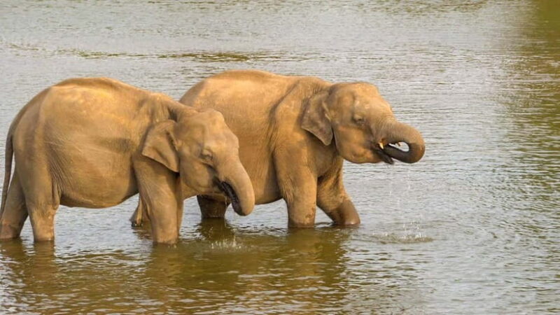 Minneriya: Minneriya National Park Private Evening Safari - The Sum Up
