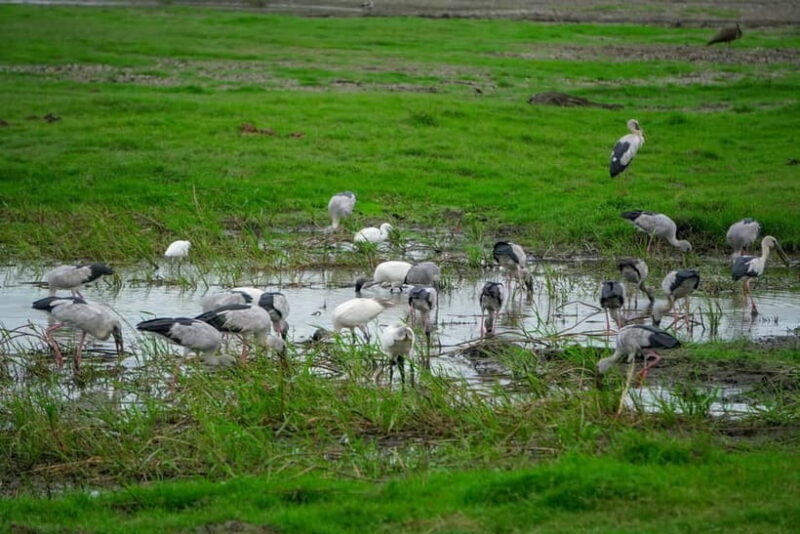 Minneriya: Minneriya National Park Private Evening Safari - FAQs