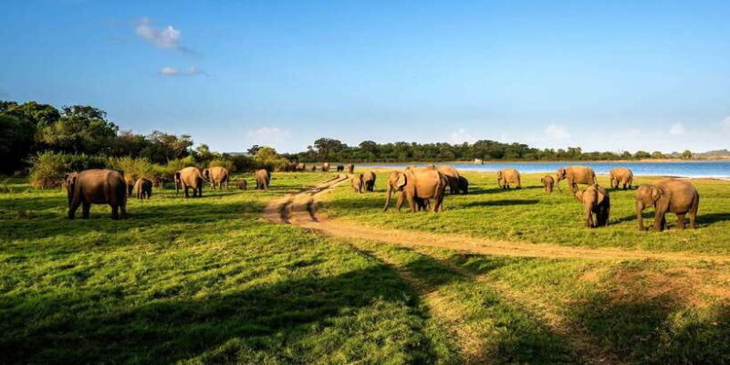 Minneriya: Minneriya National Park Private Safari - What Makes the Minneriya Safari Special?