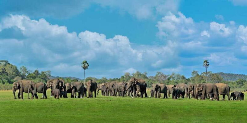 Minneriya: Minneriya National Park Private Safari - Detailed Breakdown of the Itinerary