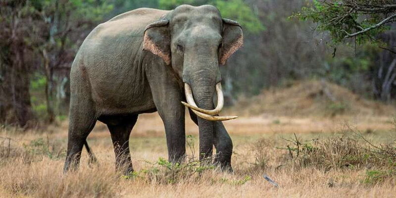 Minneriya: Minneriya National Park Private Safari - Pricing & Value for Money