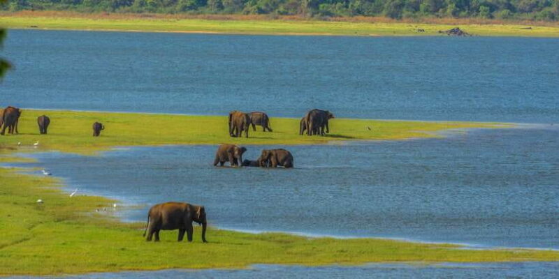 Minneriya: Minneriya National Park Private Safari - Final Thoughts: Is It Worth It?