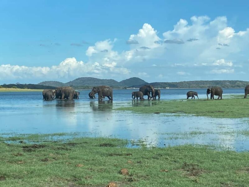 Minneriya National Park 4x4 jeep Safari Include Entrance Fee - Key Points