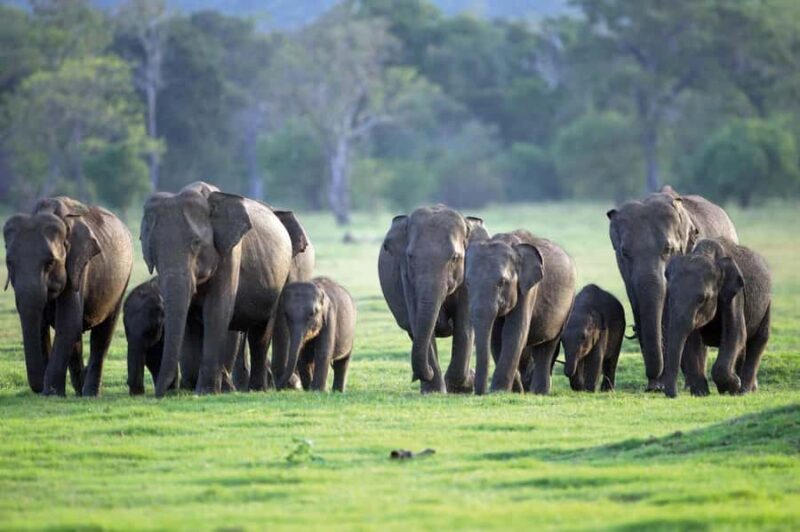 Minneriya National Park 4x4 jeep Safari Include Entrance Fee - The Practical Details of the Minneriya Safari