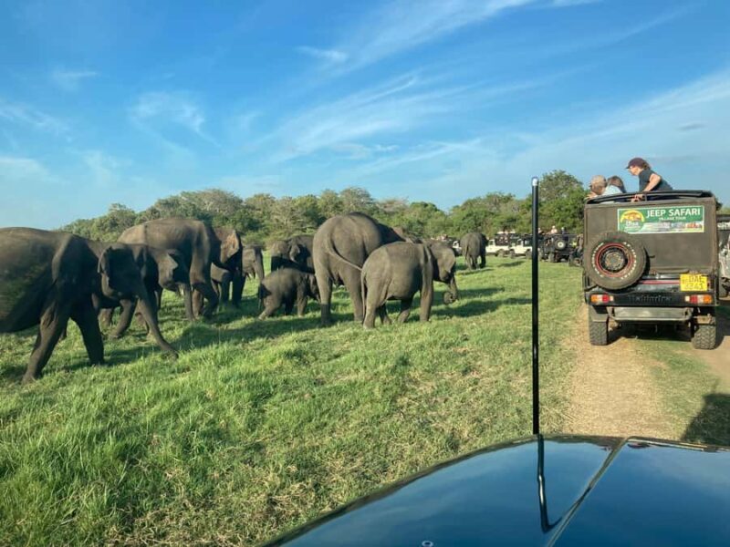 Minneriya National Park 4x4 jeep Safari Include Entrance Fee - The Experience and Its Appeal