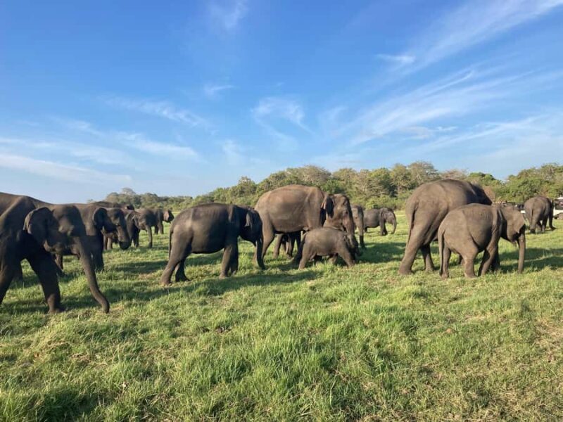 Minneriya National Park 4x4 jeep Safari Include Entrance Fee - Who Will Love This Safari?
