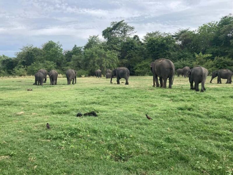 Minneriya National Park 4x4 jeep Safari Include Entrance Fee - Final Thoughts: Is It Worth It?