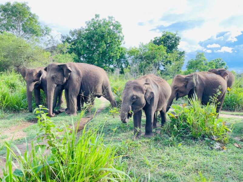 Minneriya National Park 4x4 jeep Safari Include Entrance Fee - FAQ