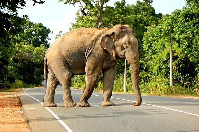Minneriya National Park Elephant Safari - Key Points