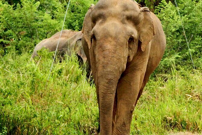 Minneriya National Park Elephant Safari - Transportation and Logistics