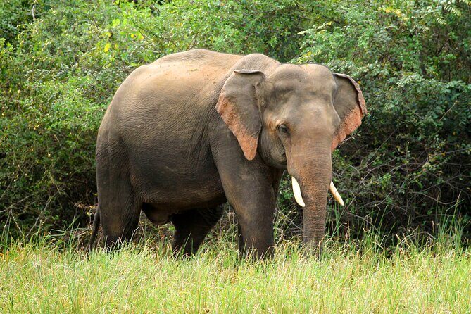 Minneriya National Park Elephant Safari - Value for Money