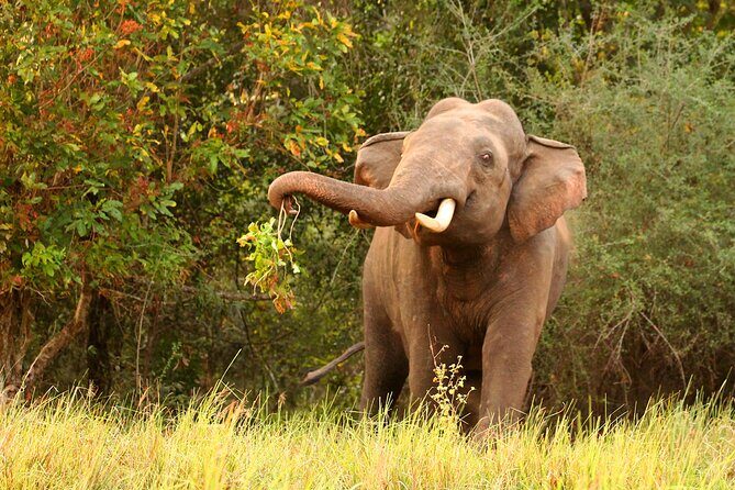 Minneriya National Park Elephant Safari - Final Thoughts: Is it Worth It?