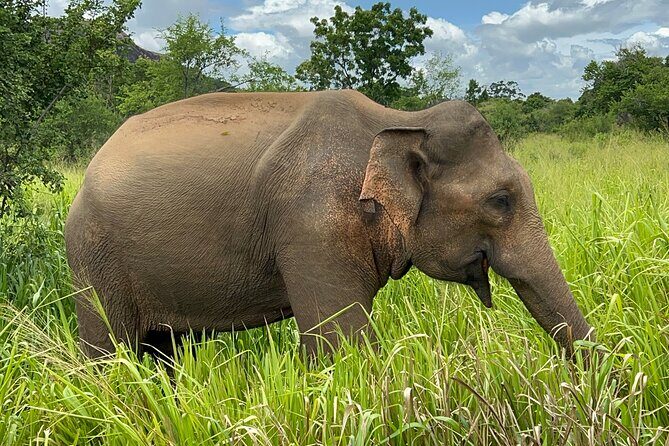Minneriya National Park Elephant Safari from Sigiriya - What to Expect from This Safari Experience