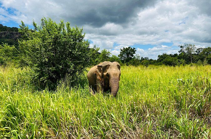 Minneriya National Park Elephant Safari from Sigiriya - Final Thoughts: Who Will Love This Safari?
