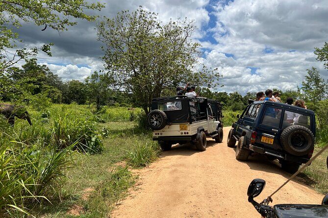 Minneriya National Park Elephant Safari Tour - An In-Depth Look at the Safari Experience