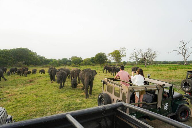 Minneriya National Park Half Day Elephant Safari - Key Points