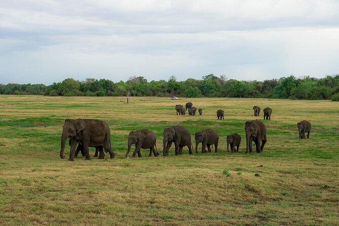 Minneriya National Park Half Day Elephant Safari - An Inside Look at the Minneriya Safari Experience