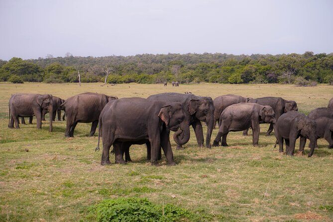 Minneriya National Park Half Day Elephant Safari - Who Would Love This Tour?
