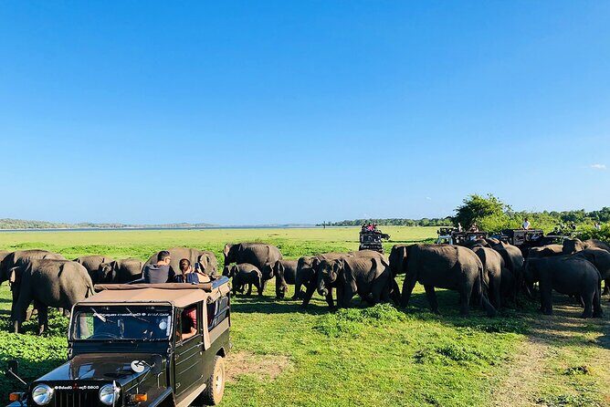 Minneriya National park half day private safari in Sri Lanka - What Makes This Tour Stand Out
