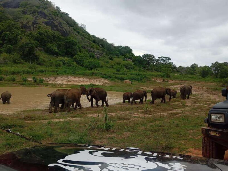Minneriya National Park: Half-Day Safari Morning or Evening - Introduction to the Minneriya Safari Experience