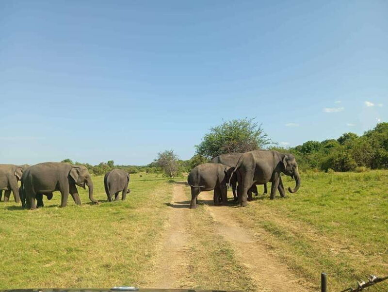 Minneriya National Park: Half-Day Safari Morning or Evening - What the Reviews Say