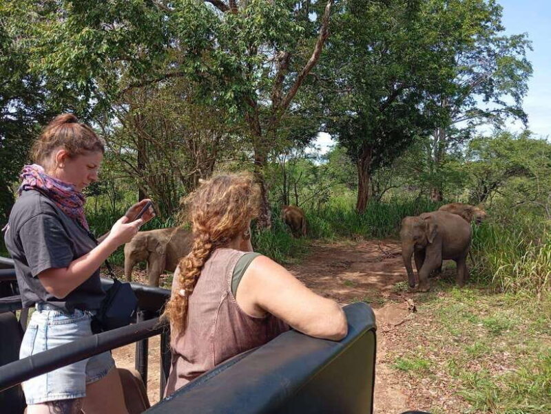 Minneriya National Park: Half-Day Safari Morning or Evening - Practical Details: Transportation, Timing, and Group Size