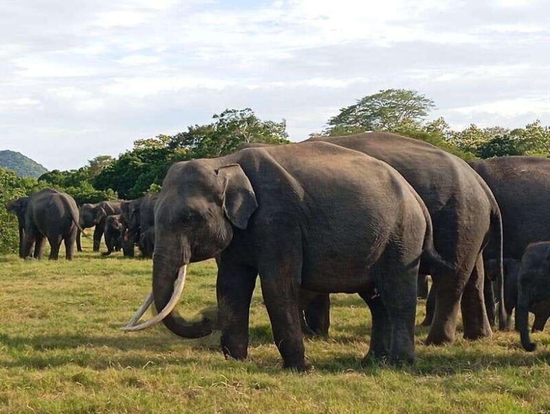Minneriya National Park: Half-Day Safari Morning or Evening - The Sum Up