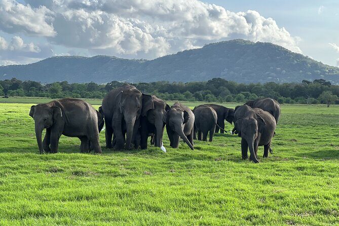Minneriya National Park halfday Safari - A Practical Introduction to the Safari
