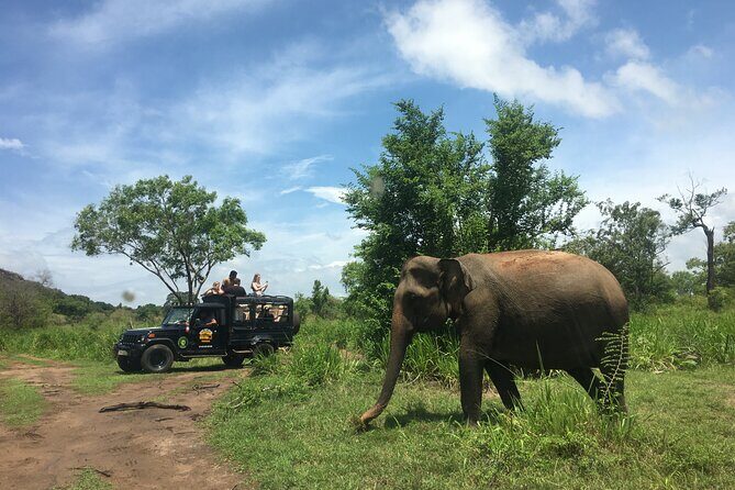 Minneriya National Park halfday Safari - FAQ