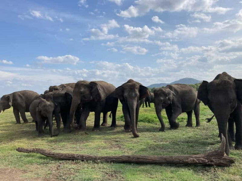 Minneriya National Park: Private 4x4 Jeep Safari - An In-Depth Review of the Minneriya National Park Safari